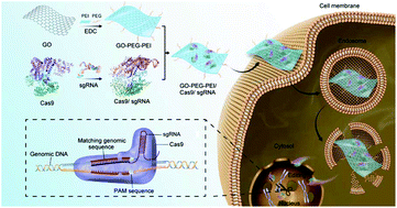 Graphical abstract: Graphene oxide-mediated Cas9/sgRNA delivery for efficient genome editing