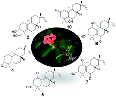 Graphical abstract: ent-Rosane diterpenoids from Euphorbia milii showing an Epstein–Barr virus lytic replication assay