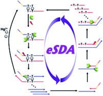 Graphical abstract: Rapid and label-free strategy for the sensitive detection of Hg2+ based on target-triggered exponential strand displacement amplification