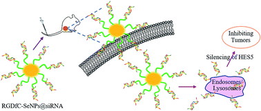 Graphical abstract: Targeted delivery of HES5-siRNA with novel polypeptide-modified nanoparticles for hepatocellular carcinoma therapy