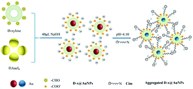 Graphical abstract: Colorimetric sensor for cimetidine detection in human urine based on d-xylose protected gold nanoparticles
