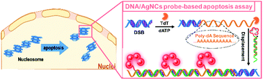 Graphical abstract: An enzymatic polymerization-activated silver nanocluster probe for in situ apoptosis assay