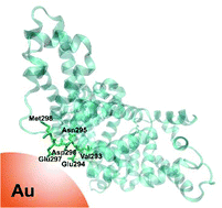 Graphical abstract: Different binding sites of serum albumins in the protein corona of gold nanoparticles