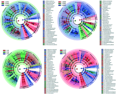 Graphical abstract: Characteristics of biofilm community structure in a reclaimed water cast iron pipeline