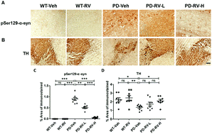Graphical abstract: Resveratrol alleviates motor and cognitive deficits and neuropathology in the A53T α-synuclein mouse model of Parkinson's disease