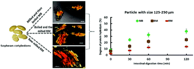 Graphical abstract: Food matrix and processing modulate in vitro protein digestibility in soybeans