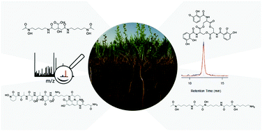 Graphical abstract: Siderophore profiling of co-habitating soil bacteria by ultra-high resolution mass spectrometry