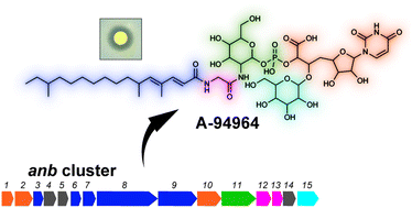 Graphical abstract: Biosynthesis of the uridine-derived nucleoside antibiotic A-94964: identification and characterization of the biosynthetic gene cluster provide insight into the biosynthetic pathway