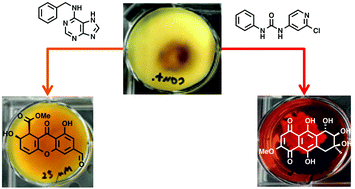 Graphical abstract: Use of plant hormones to activate silent polyketide biosynthetic pathways in Arthrinium sacchari, a fungus isolated from a spider