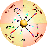 Graphical abstract: A highly integrated DNA nanomachine operating in living cells powered by an endogenous stimulus