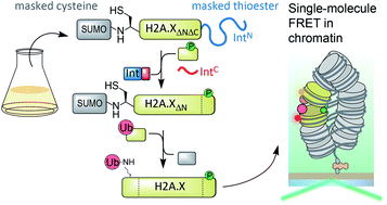 Graphical abstract: A bi-terminal protein ligation strategy to probe chromatin structure during DNA damage