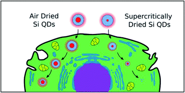 Graphical abstract: The effects of drying technique and surface pre-treatment on the cytotoxicity and dissolution rate of luminescent porous silicon quantum dots in model fluids and living cells