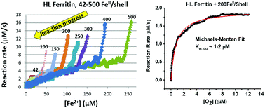 Graphical abstract: Ferritin exhibits Michaelis–Menten behavior with oxygen but not with iron during iron oxidation and core mineralization