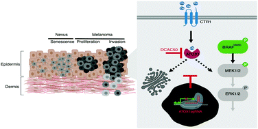 Graphical abstract: Copper chaperone ATOX1 is required for MAPK signaling and growth in BRAF mutation-positive melanoma