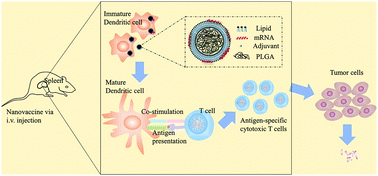 Graphical abstract: Hybrid nanovaccine for the co-delivery of the mRNA antigen and adjuvant