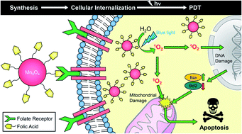 Graphical abstract: Novel one pot synthesis and spectroscopic characterization of a folate-Mn3O4 nanohybrid for potential photodynamic therapeutic application