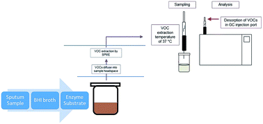 Graphical abstract: Detection of β-alanyl aminopeptidase as a biomarker for Pseudomonas aeruginosa in the sputum of patients with cystic fibrosis using exogenous volatile organic compound evolution