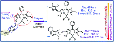 Graphical abstract: A molecular design strategy toward enzyme-activated probes with near-infrared I and II fluorescence for targeted cancer imaging