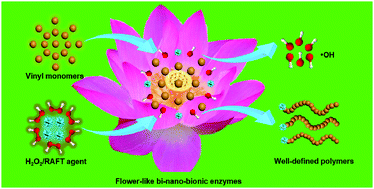 Graphical abstract: A self-enhanced and recyclable catalytic system constructed from magnetic bi-nano-bionic enzymes for real-time control of RAFT polymerization