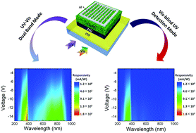 Graphical abstract: A high performance UV–visible dual-band photodetector based on an inorganic Cs2SnI6 perovskite/ZnO heterojunction structure