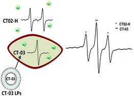Graphical abstract: Intracellular delivery of liposome-encapsulated Finland trityl radicals for EPR oximetry