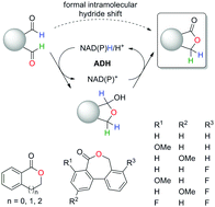 Graphical abstract: Regioselective biocatalytic self-sufficient Tishchenko-type reaction via formal intramolecular hydride transfer