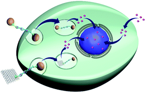 Graphical abstract: A graphene-sandwiched DNA nano-system: regulation of intercalated doxorubicin for cellular localization