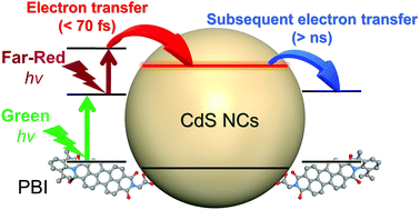 Graphical abstract: Green and far-red-light induced electron injection from perylene bisimide to wide bandgap semiconductor nanocrystals with stepwise two-photon absorption process