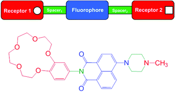 Graphical abstract: Enhanced ion binding by the benzocrown receptor and a carbonyl of the aminonaphthalimide fluorophore in water-soluble logic gates