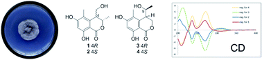 Graphical abstract: Lophiostomin A–D: new 3,4-dihydroisocoumarin derivatives from the endophytic fungus Lophiostoma sp. Sigrf10