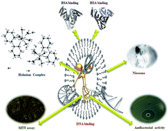 Graphical abstract: The synthesis, characterization, DNA/BSA/HSA interactions, molecular modeling, antibacterial properties, and in vitro cytotoxic activities of novel parent and niosome nano-encapsulated Ho(iii) complexes