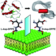 Graphical abstract: Molecular chirality mediated amyloid formation on phospholipid surfaces