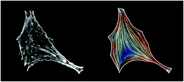 Graphical abstract: Mechanical interplay between cell shape and actin cytoskeleton organization