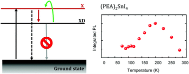 Graphical abstract: The role of a dark exciton reservoir in the luminescence efficiency of two-dimensional tin iodide perovskites