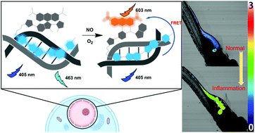 Graphical abstract: A nucleus targetable fluorescent probe for ratiometric imaging of endogenous NO in living cells and zebrafishes