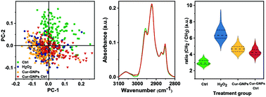 Graphical abstract: Infrared microspectroscopy studies on the protective effect of curcumin coated gold nanoparticles against H2O2-induced oxidative stress in human neuroblastoma SK-N-SH cells