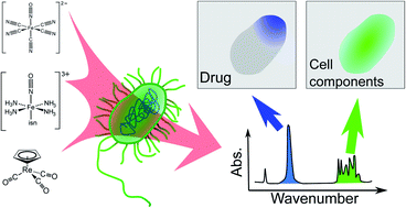 Graphical abstract: Non-destructive molecular FTIR spectromicroscopy for real time assessment of redox metallodrugs