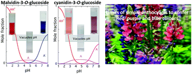 Graphical abstract: Strategies used by nature to fix the red, purple and blue colours in plants: a physical chemistry approach