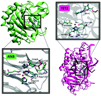 Graphical abstract: Computational investigations of selected enzymes from two iron and α-ketoglutarate-dependent families