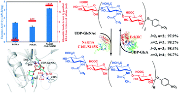 Graphical abstract: Heparosan oligosaccharide synthesis using engineered single-function glycosyltransferases