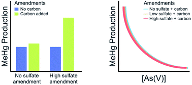 Graphical abstract: Arsenate decreases production of methylmercury across increasing sulfate concentration amendments in freshwater lake sediments