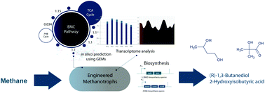Graphical abstract: The ethylmalonyl-CoA pathway for methane-based biorefineries: a case study of using Methylosinus trichosporium OB3b, an alpha-proteobacterial methanotroph, for producing 2-hydroxyisobutyric acid and 1,3-butanediol from methane