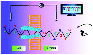 Graphical abstract: Recent advances in biological nanopores for nanopore sequencing, sensing and comparison of functional variations in MspA mutants