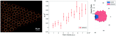 Graphical abstract: Adhesion as a trigger of droplet polarization in flowing emulsions