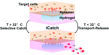 Graphical abstract: A ‘smart’ aptamer-functionalized continuous label-free cell catch–transport–release system