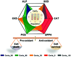 Graphical abstract: Synthesis-temperature-regulated multi-enzyme-mimicking activities of ceria nanozymes