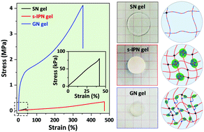 Graphical abstract: Synergic influences of network topologies and associative interactions on the microstructures and bulk performances of hydrogels