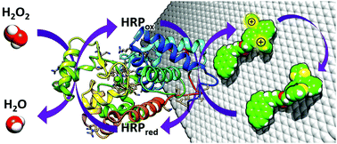 Graphical abstract: Supramolecular assembly of pyrene-tetrathiafulvalene hybrids on graphene: structure–property relationships and biosensing activity