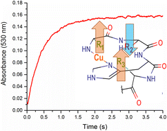 Graphical abstract: The rates of Cu(ii)–ATCUN complex formation. Why so slow?