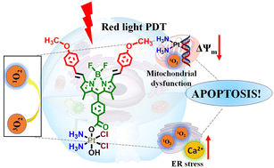 Graphical abstract: Red light active Pt(iv)–BODIPY prodrug as a mitochondria and endoplasmic reticulum targeted chemo-PDT agent